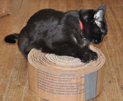 011509CatScratch250.jpg