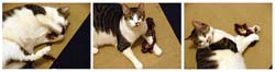 DonovonsCats250.jpg