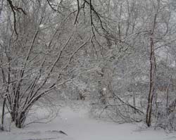 Winter.jpg